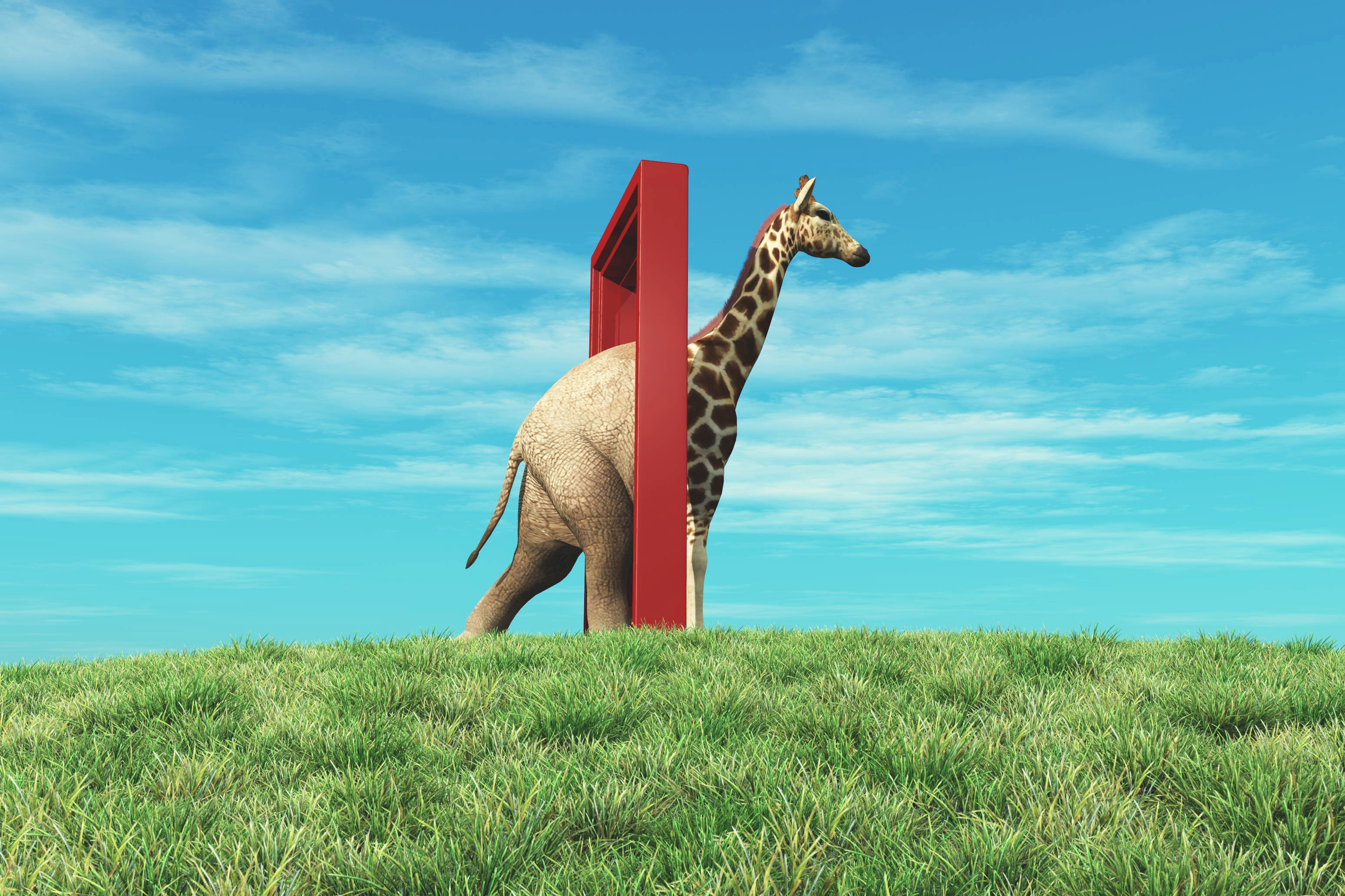 An animal walks through a doorway. It goes in an elephant, and comes out a giraffe